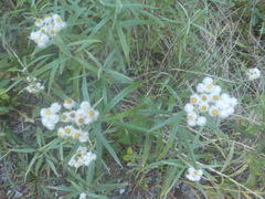Anaphalis margaritacea