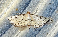 Hileithia rehamalis