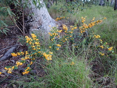 Podolobium ilicifolium