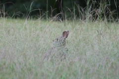 Sylvilagus aquaticus