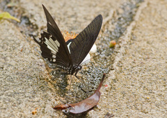 Papilio nephelus annulus