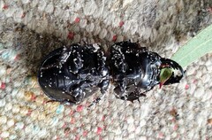 Scaraphites hirtipes