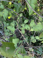 Rubus occidentalis