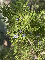 Juniperus osteosperma