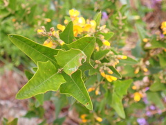 Podolobium ilicifolium