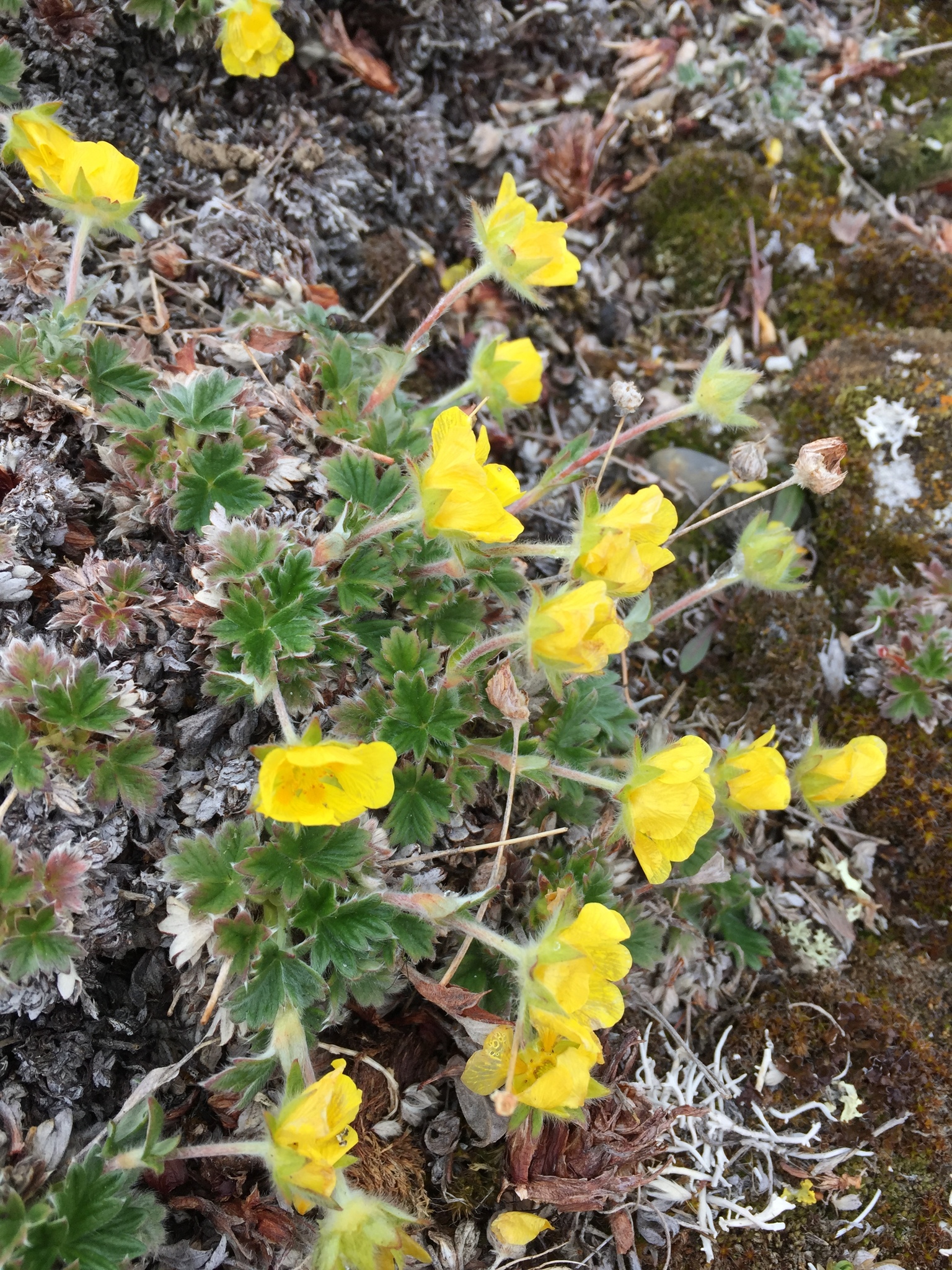 Potentilla subgorodkovii
