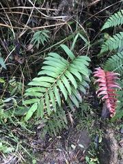 Blechnum