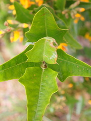 Podolobium ilicifolium