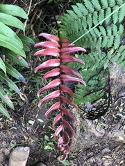Blechnum