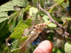 Celticecis pubescens