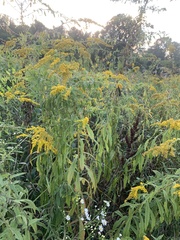 Solidago altissima