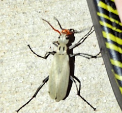 Epicauta albida