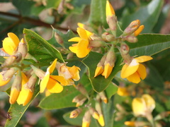 Podolobium ilicifolium