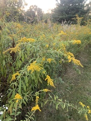Solidago altissima