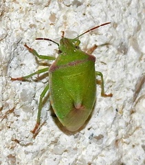 Thyanta custator
