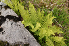 Athyrium americanum