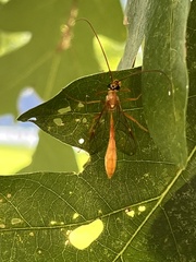 Ophioninae