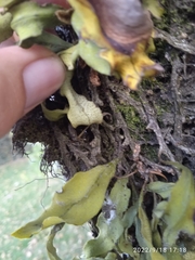 Pleopeltis macrocarpa