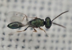 Pteromalidae