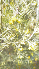 Senna artemisioides