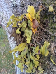 Pleopeltis macrocarpa