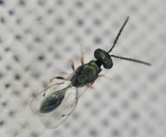 Pteromalidae