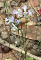Burmannia biflora