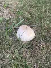 Agaricus bisporus
