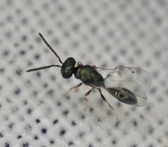 Pteromalidae