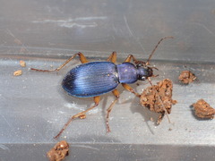 Chlaenius cumatilis
