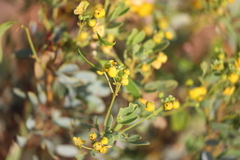 Senna artemisioides alicia