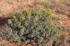 Senna artemisioides alicia