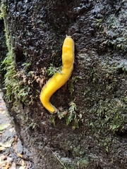 Ariolimax dolichophallus