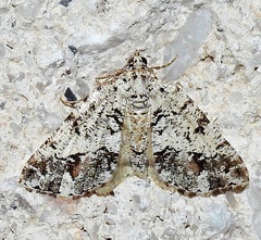 Macaria graphidaria