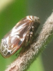 Clastoptera