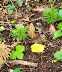 Dendrolycopodium dendroideum