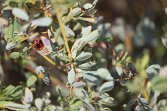 Senna artemisioides alicia