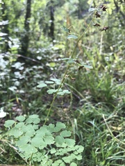 Thalictrum fendleri
