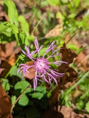 Centaurea
