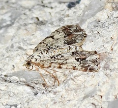 Macaria graphidaria