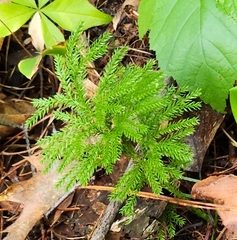 Dendrolycopodium dendroideum