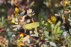 Senna artemisioides alicia