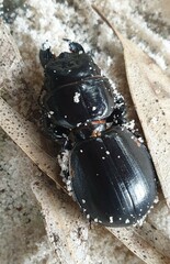 Scaraphites hirtipes