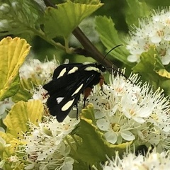 Alypia octomaculata