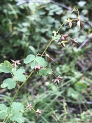 Thalictrum fendleri