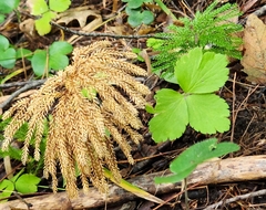 Dendrolycopodium dendroideum