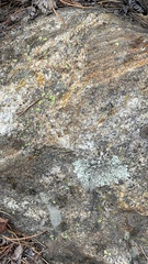 Flavopunctelia soredica