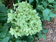 Hydrangeaceae