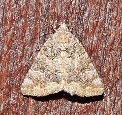 Eubolina impartialis