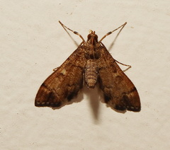 Nacoleia oncophragma